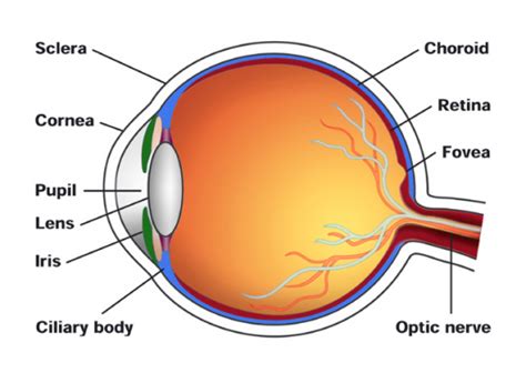 Maybe you would like to learn more about one of these? Fungsi Iris Pada Mata - Rajiman