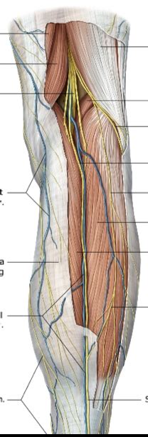 Identify Superficial Structure Of The Popliteal Fossa 2 Diagram Quizlet
