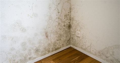 Can I Sue My Landlord For A Black Mold Problem 443 589 0150