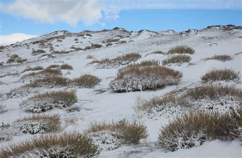 Tundra Dominant Plants Plants BP