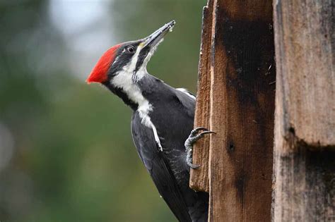 Pileated Woodpecker Facts Size Range Nest