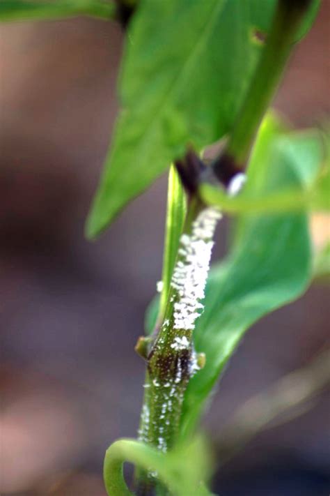 Here a list of the most common ones tip to spot them: Xtremehorticulture of the Desert: Another Report on White ...