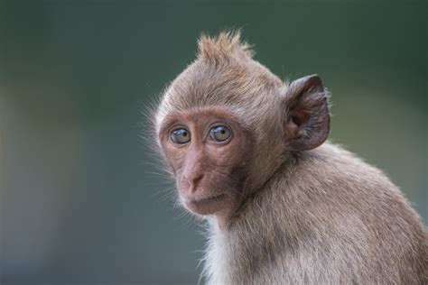 Young Long Tailed Macaque Sean Crane Photography