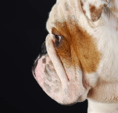 English Bulldog Profile Stock Photo Image Of Canine 15649870