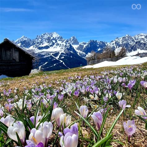 Der Krokus Blüht In Südtirol In Südtirol Daheim
