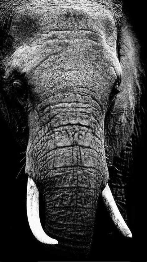 An Elephant With Long Tusks Standing In The Dark