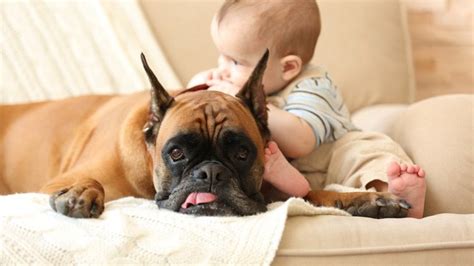 犬が人間の赤ちゃんを守ろうとする3つの心理とは わんちゃんホンポ