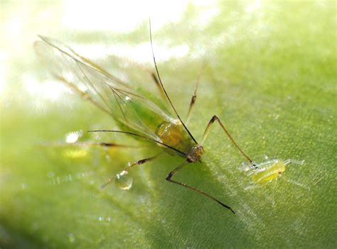 Forest of forgetfulness (very hard). Aphids (also Greenflies & Blackflies) - Get Rid of These ...