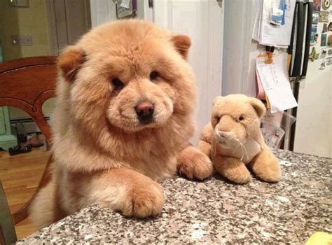 10 Bear Like Dogs Dogs That Look Like Bears Our Fit Pets