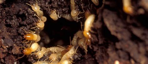 Termite Pest Control And Inspections In Reading Allentown And Fleetwood Pa