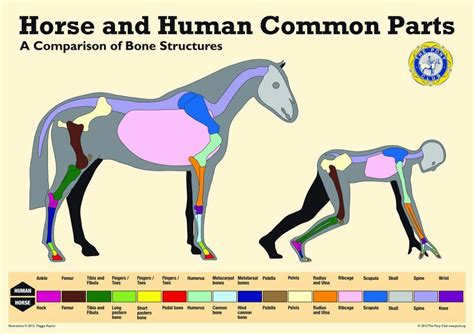 Cow horse leg foot muscle and skeleton anatomy. Horsey Friday Fun Facts - Horse & Human Common Parts ...