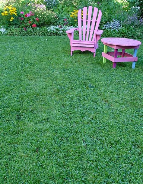 Local Color Clover Why You Want It In Your Lawn