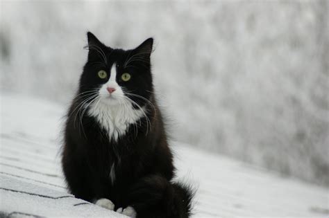 Free Stock Photo Of Norwegian Forest Cat
