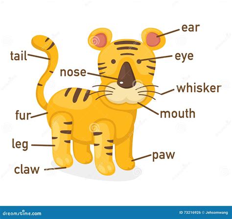 Illustration Of Tiger Vocabulary Part Of Body Stock Vector