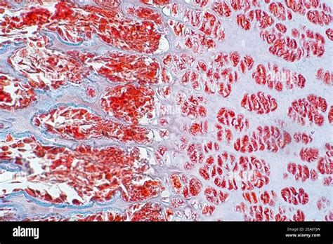 Human And Cartilage Bone Light Micrograph Stock Photo Alamy