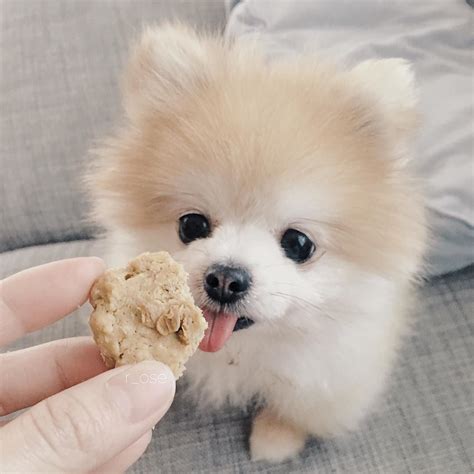 Be Mine Little Cookie By Rose Pomeranian Facts Pomeranian Lovers