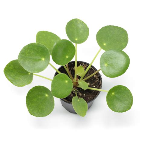 It is distributed throughout the tropics, subtropics, and warm temperate regions (with the exception of australia and new zealand). Pilea peperomioides - Pépinière Locas