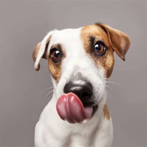 Dog Licking Carpet Behavior 3 Reasons Why And How To Stop It Dr Marty