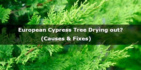 European Cypress Tree Drying Out Causes And Fixes