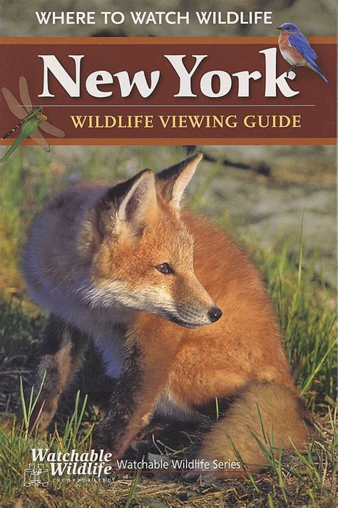 New York Wildlife Viewing Guide Adirondack Explorer