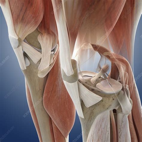 Knee Anatomy Artwork Stock Image C0131319 Science Photo Library