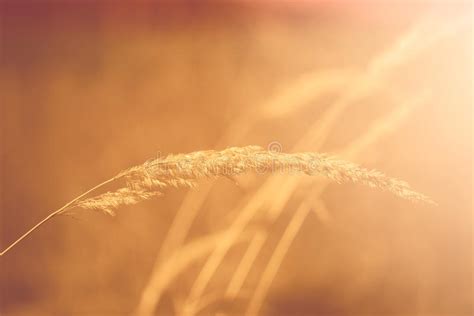 Summer Grass Stock Image Image Of High Grow Cereal 30031859