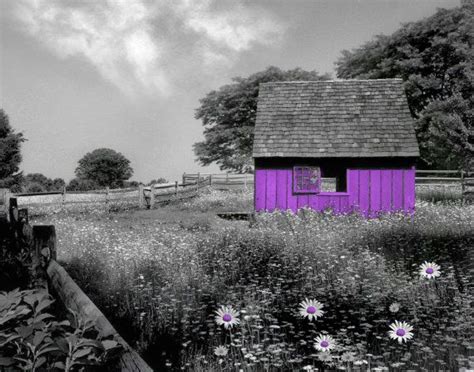 Black White Purple Barn Daisy Flowers Wall By Littlepiephotoart 1899
