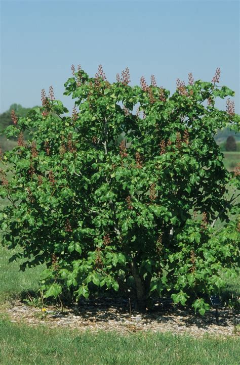 Aesculus X Carnea Briotii Red Horsechestnut All Seasons Nursery