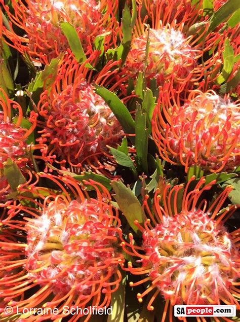 South africa has a fabulous array of indigenous flowers that enhances the country's natural beauty and diversity. Celebrating South Africa's Indigenous Flowers on # ...