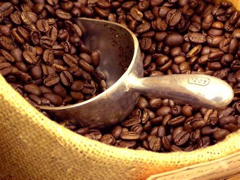 Only two types of coffee beans arabica and robusta. arabica brazilian coffee beans products,China arabica ...