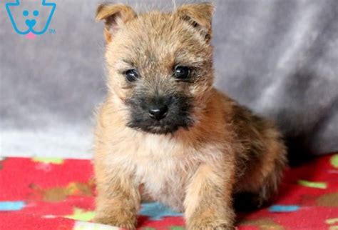 Zoey Cairn Terrier Puppy For Sale Keystone Puppies