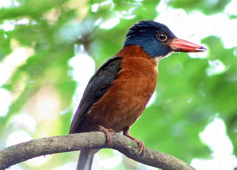 Mengenal Jenis Burung Pemakan Ikan Yang Cantik Warnanya, Raja Udang | Gemar Ternak dan Kicau Burung