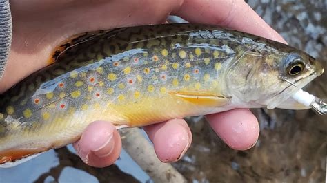Pennsylvania Brook Trout Small Stream Fishing Youtube