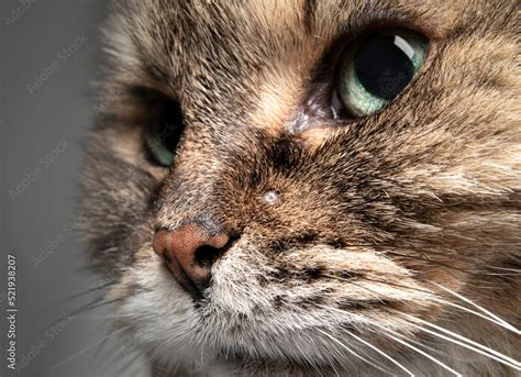 Plakat Senior Cat With Pimple Or Skin Tag On Face Close Up Of Tabby