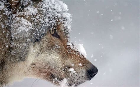 Download Wallpaper 3840x2400 Wolf Muzzle Snow Predator 4k Ultra Hd