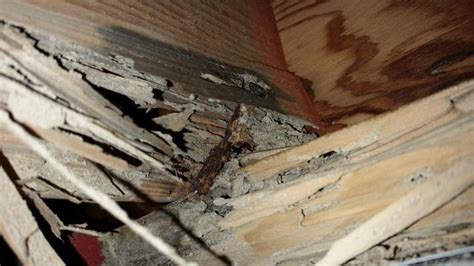Pests We Treat Crawl Space Inspection Project In Manchester Nj Finds
