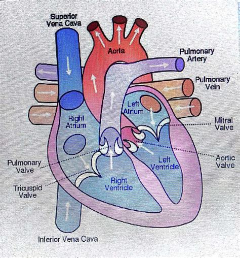 Please Solve These Questions 17 Draw A Sectional View Of The Human