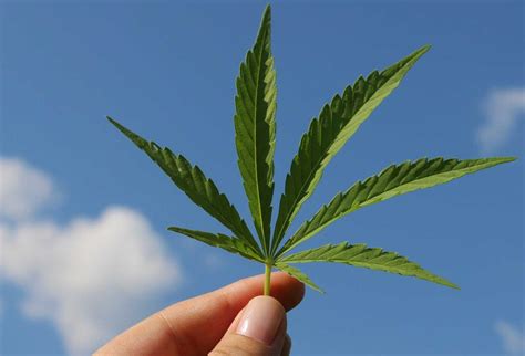 Venta de varias genéticas y marcas de los mejores bancos de semillas. Das Marihuana Blatt | Alles, was Sie wissen müssen