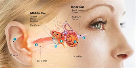 Causes Of Tinnitus The Hearing Clinic Uk
