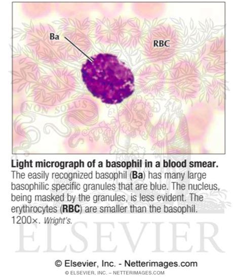 Basophil Blood Smear