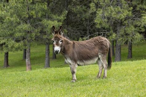 14 Interesting Miniature Donkey Facts Temperament Origin And More Pet