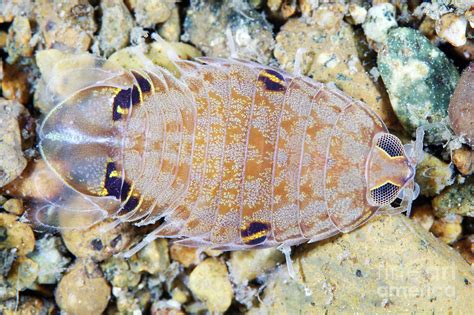Marine Isopod Photograph By Alexander Semenov Science Photo Library