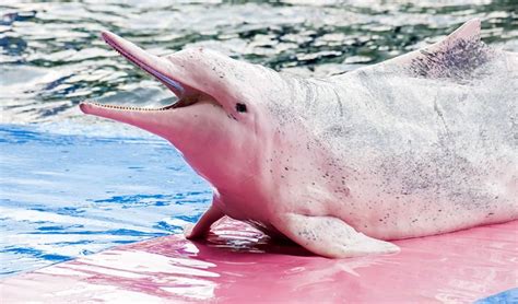 China Improves Conservation Of The White Dolphin Despite The Building