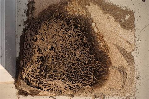 Best Termites House Stock Photos Pictures And Royalty Free Images Istock