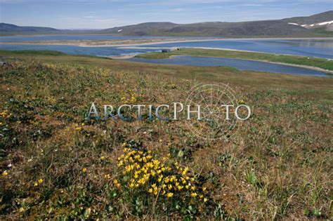 Clumps Of Yellow Marsh Saxifrage On Summer Tundra Poeton Bay Chukotka