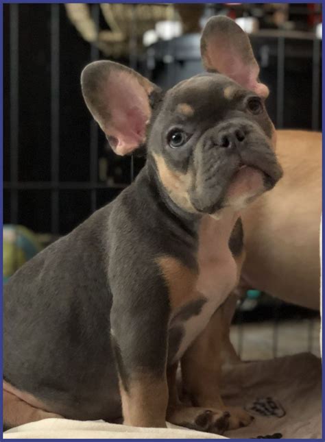 Aca hello thank you for your interest in our sweet english bulldog babies akc registration we have one. Read our extensive free guide about Frenchie reproducing ...