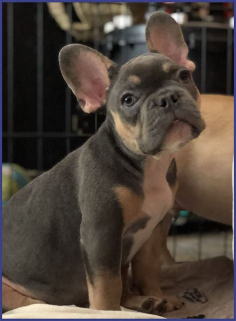 Vet checked, health certified & guaranteed. Read our extensive free guide about Frenchie reproducing ...