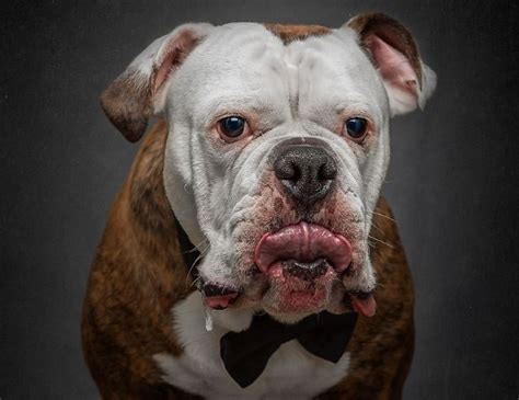 Amazing Dog Portraits By Professional Photographers