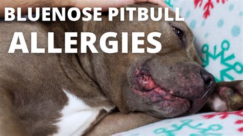 Itchy Pitbull With Allergies Youtube