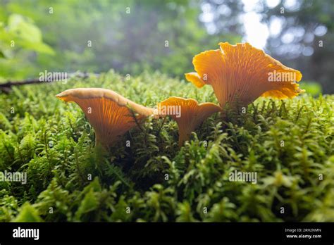 Smooth Chanterelle Mushroom Cantharellus Lateritius Stock Photo Alamy